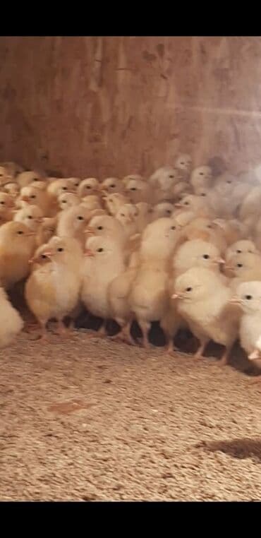 наполнитель для животных: Продаю | Цыплята, Инкубационные яйца | Кучинская, Суссекс | Для разведения, Несушки — 4