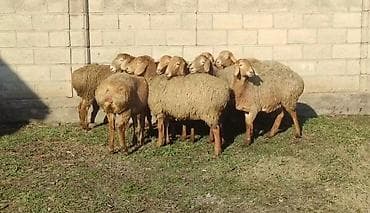 Продаю | Овца (самка) | Арашан | Для разведения | Матка