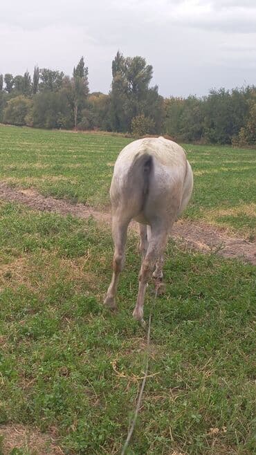 кролики декоративные: Продаю | Кобыла (самка) | Рабочий — 1