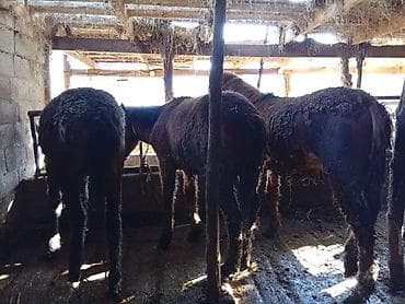 поставщики кормов для животных бишкек: Продаю | Жеребенок | Для разведения — 1