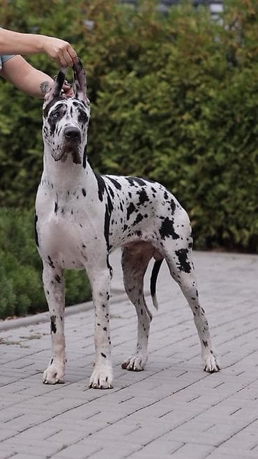 собаки в бишкеке: Предлагаем перспективных щенков 🐶породы Немецкий Дог Это нежные — 2