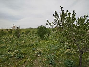 продаю дом с новопавловка жм ала тоо: 65 соток, Для сельского хозяйства — 2