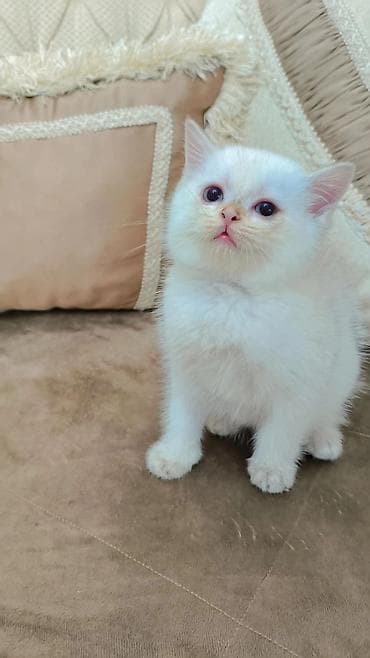 цена вислоухой кошки: Скотиш Страйт (Шотландская прямоухая), 2 месяца, Девочка, Приучена к лотку, Проглистована — 4