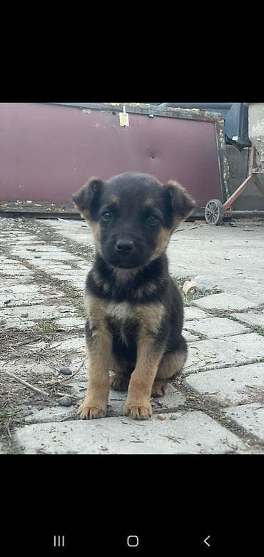 отдам животных в хорошие руки: Отдам шенков даром. ЗВОНОЧКИ — 4