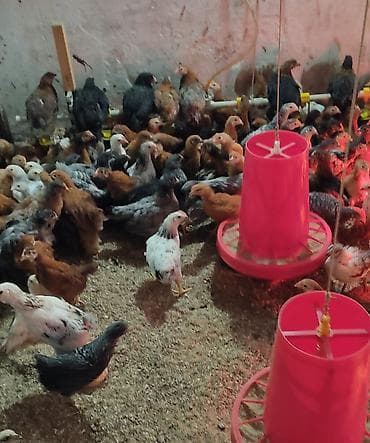 бойцовые птицы: Продаю | Цыплята | Для разведения — 2