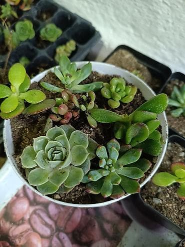 подвесные горшки: Суккуленты в квадратных пластиковых горшочках 7×7 см от 200 сом - — 9
