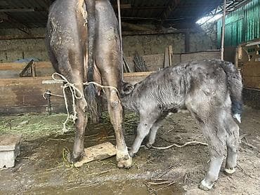 суточный жожо: Продаю | Корова (самка) | Алатауская | Для молока | После отела — 4