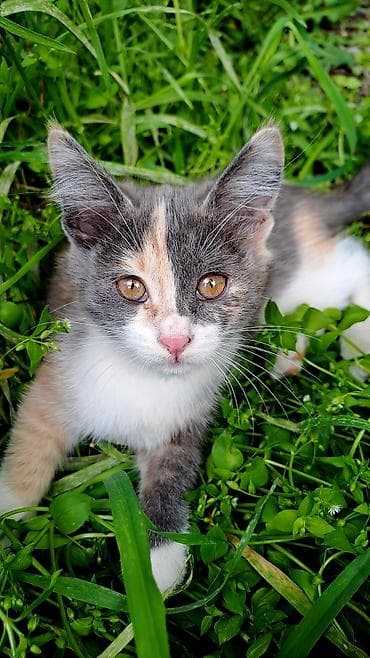 черепаш: Кошка даром: Беспородная, 2 месяца, Девочка, Приучена к лотку — 1