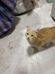 домики для хомяков купить: Кошка даром: Беспородная, 4 месяца, Девочка, Приучена к лотку — 1