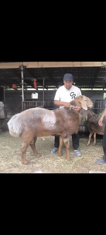 ящик аары: Сатам | Ургаачы кой (ургаачы) | Көбөйтүү үчүн | Асыл тукумдуу — 3