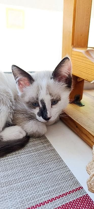 Кошка даром: Сиамская, 3 месяца, Девочка, Приучена к лотку, Проглистована