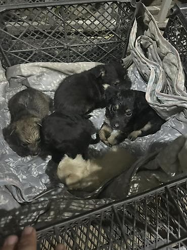 2жаш кунан: Щенки, помёт из 5 малышей разной окраски: - черные и черно-подпалые - — 4