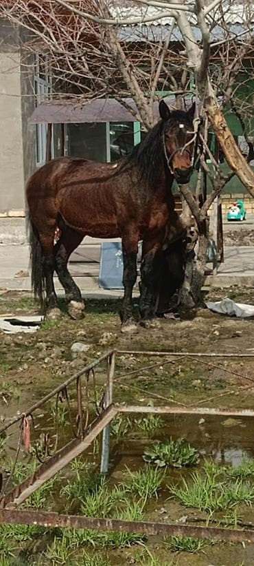 Аквариумдар: Сатам | Байтал | Жумушка — 1