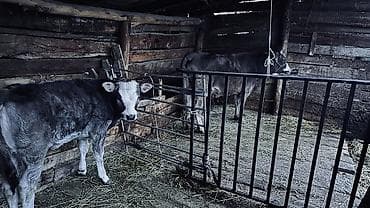 курица каракол: Продаю | Корова (самка) | Полукровка | На откорм — 1