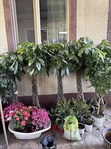 комнатный эшиктер: Комнатные и уличные растения в горшках - Большой выбор цветущих и — 9