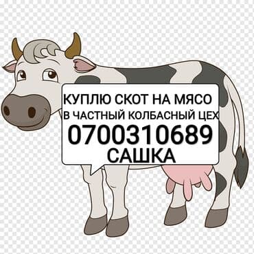 Куплю в частный колбасный цех скот любой упитанности приезжаю сам. Без at lalafo.kg Куплю в частный колбасный цех скот любой упитанности приезжаю сам. Без