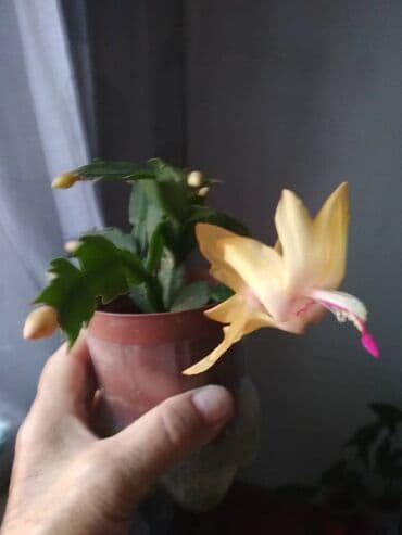 саженцы банана: Комнатные, Сингониумы, спатифиллум, Филодендрон,монстера Альба — 21