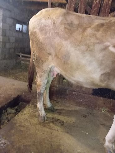 корова молочной: Продаю | Корова (самка) | Для молока | Привязанные — 1