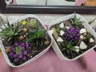 комнатные растение: Мини-композиция из суккулентов в кашпо. Состав: - Хавортии (несколько — 7