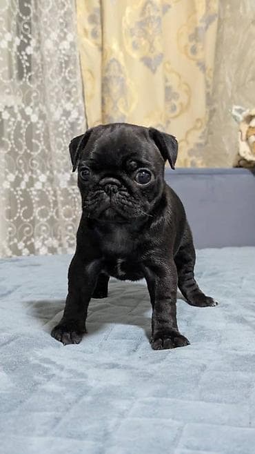 щенки той терьера: Щенки мопса с документами. - Помет из 4 щенков: остались: один — 4