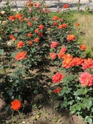 продаю дом бер булак: Дом, 1441 м², 8 комнат, Собственник — 1