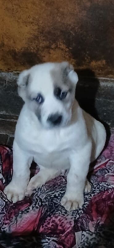 Иттер: Щенки крупной породы, окрас преимущественно белый с пятнами (палевыми — 3