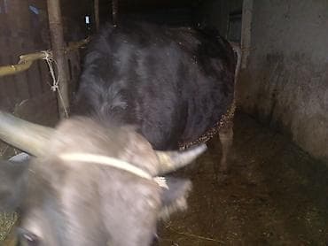 коры: Продаю | Бык (самец) | Швицкая | Для разведения — 3