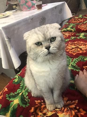 Шотландская вислоухая кошка (Scottish Fold) - Окрас: серебристый