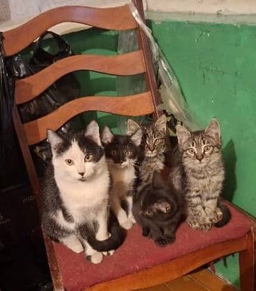 Кошка даром: Беспородная, 2 месяца, Мальчик, Приучена к лотку