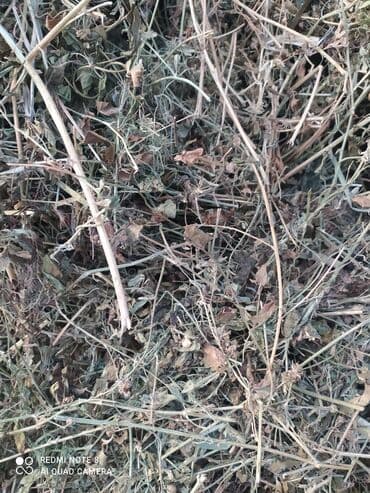 собака дом: Сено в тюках (прессованное), укрыто под плёнкой. Заготовка из луговых — 2