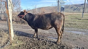 хмонг собака цена россия: Продаю | Корова (самка) | Швицкая | Для разведения, Для молока | Племенные, Стельные — 1