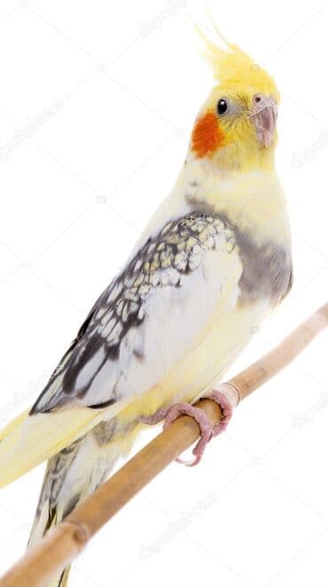 трафареты для рисования животных: Попугаи кареллы хорошо учатся говорить и приручаются к рукам. Так же — 1