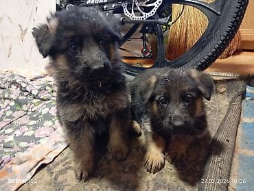 чихуахуа цены: Немецкая овчарка, 1 месяц, Самец — 1