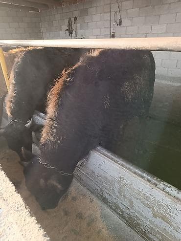 Собаки: Продаю | Бык (самец) | На откорм | Привязанные — 10