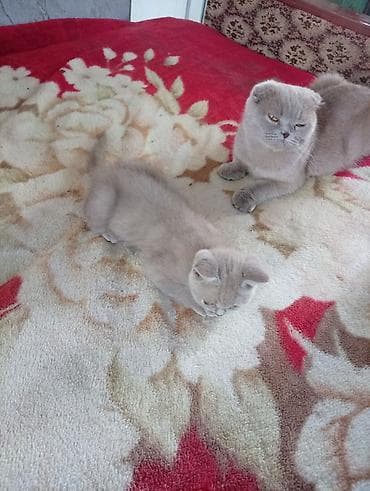 я ищу котят: Шотландский котёнок, окрас лиловый (пастельно‑серый). Плюшевая — 3