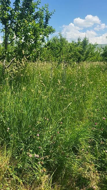 рыбы купить: Сено/травосмесь с клевером — луговое разнотравье в городе Каракол 14 — 2
