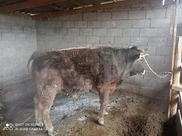 сколько стоит вислоухие кошки: Продаю | Бык (самец) | Полукровка | На откорм | Привязанные — 5