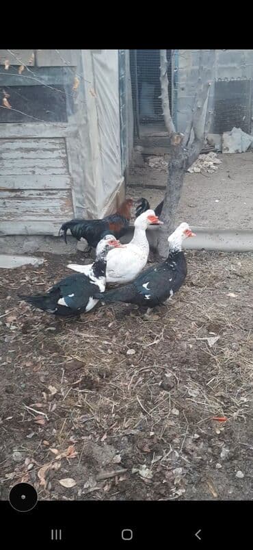 Услуги ветеринара: Индоутки, мускусные, шыптуны(3ш) 1500сом прошу — 1