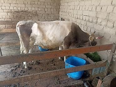 кукуруза качан: Продаю | Корова (самка) | Для разведения | Привязанные — 2