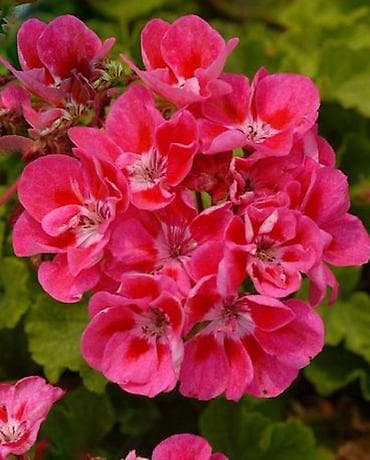 детки бегонии: Комнатные растения — сорта и черенки 1) Сенполия (фиалка) махровая, с — 6