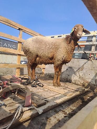 Корма для с/х животных: Продаю | Овца (самка) | Для разведения — 1