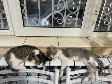 Котята-друзья, возраст примерно 2–3 месяца. - Окрас: один серо-белый