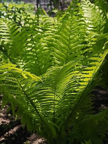 Папоротник садовый (декоративный многолетник) - Крупные ажурные вайи — 2