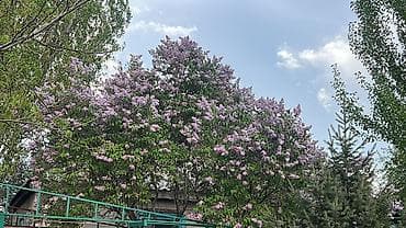 сирень цветы: Сирень садовая (кустарник/дерево, лилово‑розовое обильное цветение) — 1