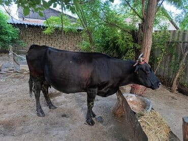 продаю музоо торпок корова самка бык самец айрширская ангус алатауская на забой для разведения на откорм племенные нетель привязанные: Сатам | Кунаажын, Уй (ургаачы) | Швиц, Голштин, Симментал | Бооз, Кунажын — 6