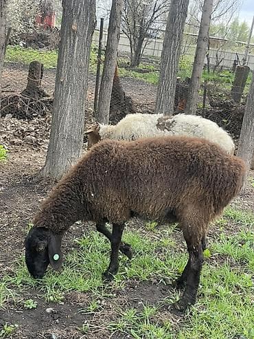 Продаю | Овца (самка) | Для разведения | Матка at lalafo.kg Продаю | Овца (самка) | Для разведения | Матка