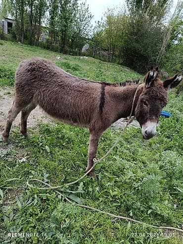 ат бишкек: Осёл домашний - Порода/тип: рабочий сельскохозяйственный осёл — 3