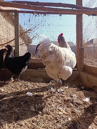 вислоухий сиамский кот: Продаю | Петух | Домашняя | Для разведения — 3