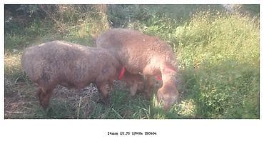 собака хаска: Продаю | Овца (самка) | Для разведения — 6