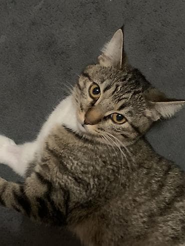 Беспородная, 1 год, Девочка, Приучена к лотку